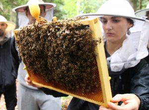 Ramka z pszczołami